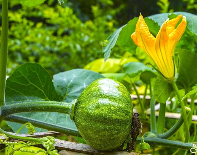TomorrowSeeds - Kabocha Squash Seeds - 20+ Count & 20+ Japanese Red Kuri Squash - for 2026 Planting Japanese Pumpkin Green Hokkaido Ebisu Asian Tetsukabuto Buttercup Gourd Garden Vegetable