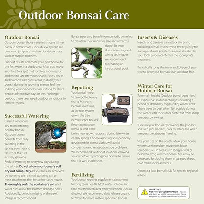 Brussel's Bonsai Live Chinese Elm Bonsai Outdoor Tree Gift Bundle - Medium Bonsai Tree - Bonsai Kit with Ceramic Bonsai Pot and Bonsai Soil