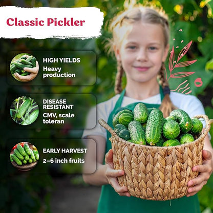KVITER 150 Boston Pickling Cucumber Seeds (Cucumis sativus) - Boston Pickler Cucumber, Perfect Cucumbers for Pickling and Slicing - Vegetable Seeds for Planting in Home Garden & Containers