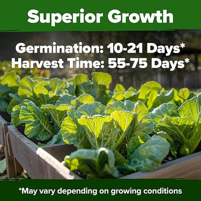 HOME GROWN Non GMO Collard Green Seeds - 300 Seeds for Fall Planting - High Germination Heirloom Vegetable Seeds, Vates Collard Greens Seed Pack (Brassica oleracea)