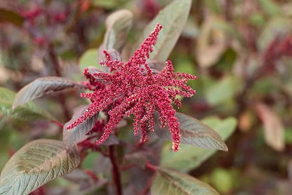 500+ Pcs Amaranth Seeds for Planting, Non-GMO, High Germination, Red and Green Leaf Variety, Vegetable Seeds for Microgreens, Sprouts, Home Garden, Indoor or Outdoor Containers