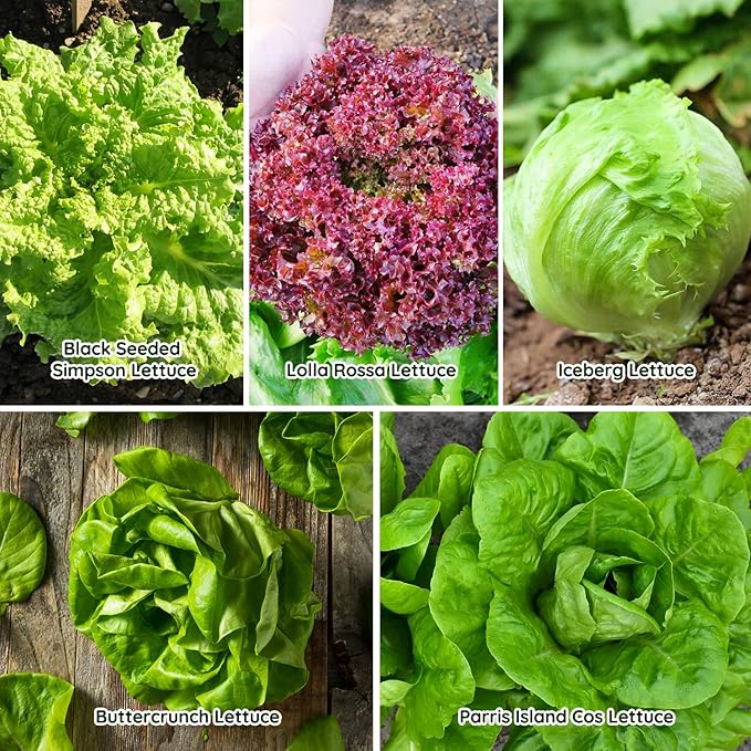Heirloom Lettuce Seeds - 10 Varieties Lettuce Seeds for Planting - Includes Spinach, Kale, Arugula, Romaine, Iceberg, Buttercrunch & More, Home Garden & Hydroponic Seeds