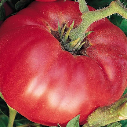 Burpee 'German Johnson' Heirloom, Large Pink Beefsteak Slicing Tomato, 30 Non-GMO Seeds
