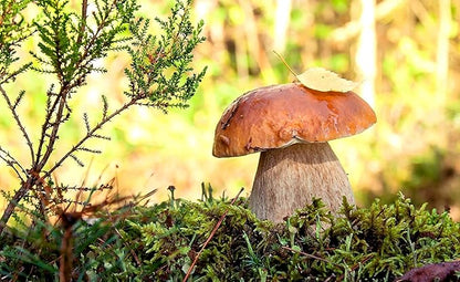 Seeds Porcini Mushrooms Spores - Heirloom - GMO Free