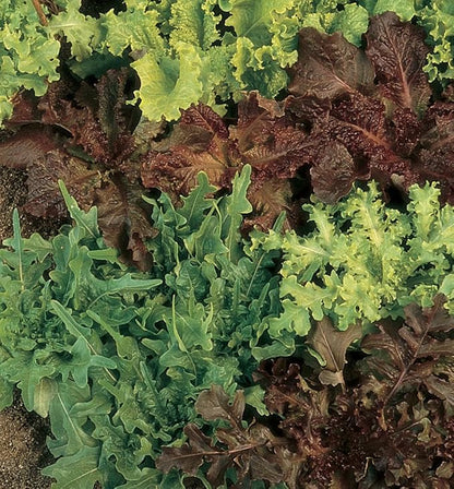 Burpee Gourmet Blend Lettuce Seeds 1000 seeds