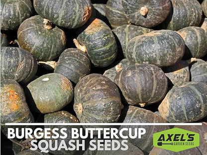 Winter Squash Seeds for Planting – Plant & Grow Burgess Buttercup Squash – Instructions to Plant Non GMO Heirloom Home Outdoor Vegetable Garden – Great Gardening Gift, 1 Packet