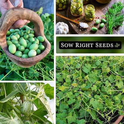 Sow Right Seeds - Cucamelon Seeds for Planting - Non-GMO Heirloom Packet with Instructions to Plant an Outdoor Home Vegetable Garden - Mini Bitter Mouse Melon, Mexican Sour Gherkin - Rare Variety (4)