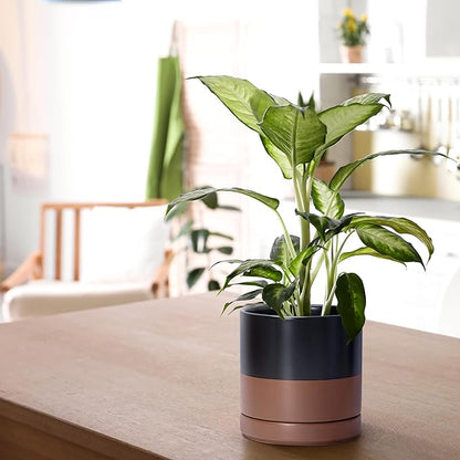 D'vine Dev Set of 2 Plants Pots, 6 Inch Ceramic Planter Pot for Plants with Drainage Hole and Saucer, Black/Speckled Tan, 94-V-C-7