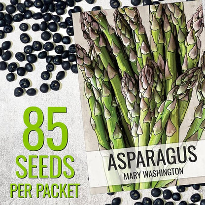 Seed Needs Mary Washington Asparagus Seeds to Plant Heirloom 5 Packs