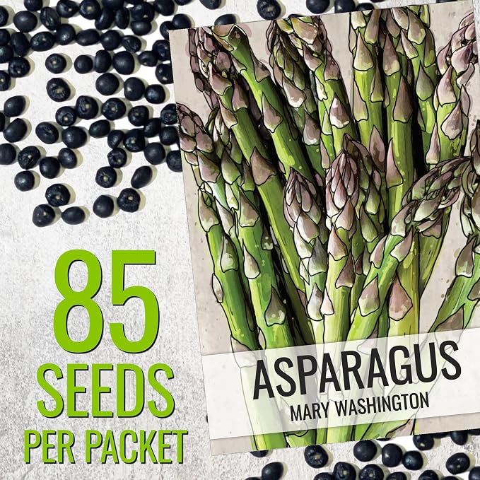 Seed Needs Mary Washington Asparagus Seeds to Plant Heirloom 2 Packs