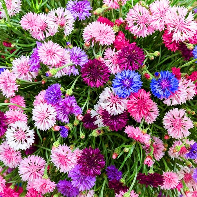 Mix Cornflower Seeds for Planting, 518+pcs Rare Perennial Double Dwarf Cornflower Flower Seeds Plants, Heirloom Non-GMO Hummingbirds Open Pollinated Wildflowers for Home Garden Outdoors
