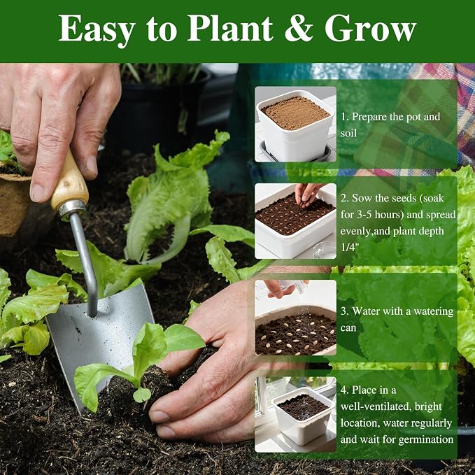 Groundio Romaine Lettuce Seeds Parris Island Vegetable Seeds for Indoor Hydroponic & Outdoor Gardens, Non-GMO 7000 Seeds for Planting, High Germination, Grown in USA(Lactuca Sativa)