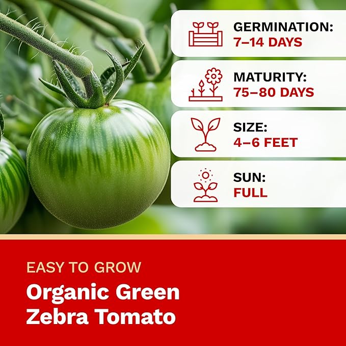 The Harvest Company Organic Green Zebra Tomato, Non-GMO, Certified USDA Organic, Open-Pollinated Garden Seeds for Indoor Outdoor Planting, 25 Seeds