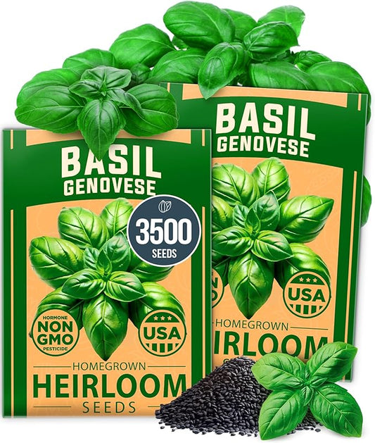 HOME GROWN Genovese Basil Seeds 2 Pack - 3500 Non GMO Heirloom Basil Seeds for Planting (Ocimum basilicum) - Herb Seeds for Indoor & Outdoor Gardening - Grow for Culinary Use