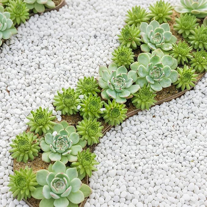 Mr. Fireglass 5 lbs White Pebbles,1/5" Natural Decorative River Rocks Aquarium Gravel for Indoor Plants, Vases, Succulents and Outdoor Garden Landscaping