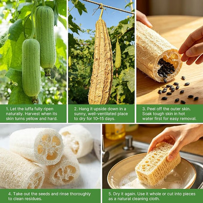 Groundio 40+ Luffa Seeds – Non-GMO Heirloom Loofah Sponge Gourd Seed, Edible & Natural Sponge, Home Garden Outdoor Planting (Luffa aegyptiaca)