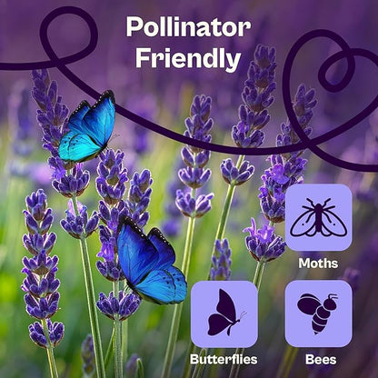 SVI 1500 English Lavender Seeds for Planting (Lavandula angustifolia) – Fragrant Perennial Lavender Flowers – Heirloom Herb Seeds for Borders, Herb Garden & Containers, Wildflower Meadows