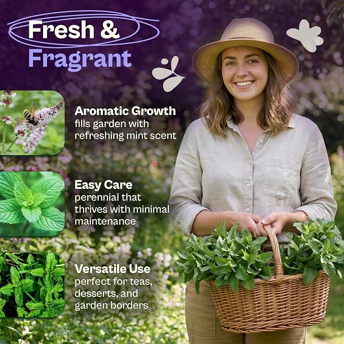 SVI 1900 Common Mint Seeds (Mentha spicata) – Aromatic Mint Seed Packets, Spearmint Leaves Seed Starting – Heirloom Herb Seeds for Outdoor Garden & Indoor Herb Garden Containers, Raised Beds