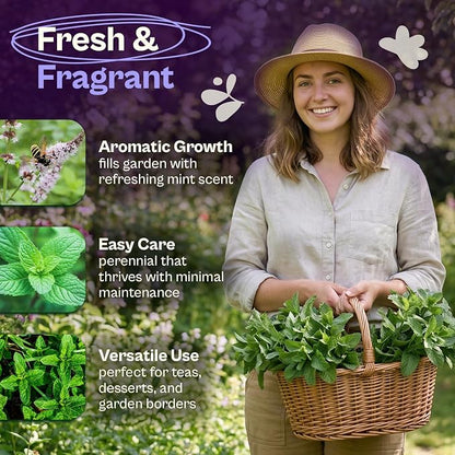 SVI 1900 Common Mint Seeds (Mentha spicata) – Aromatic Mint Seed Packets, Spearmint Leaves Seed Starting – Heirloom Herb Seeds for Outdoor Garden & Indoor Herb Garden Containers, Raised Beds