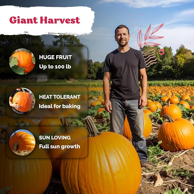 KVITER 25 Big Max Pumpkin Seeds for Planting (Cucurbita Pepo) – Giant Heirloom & Pumpkin Seeds, Up to 100 lbs – Ideal Vegetable Seed Packets for Home Outdoor Garden
