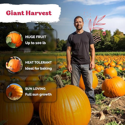 KVITER 25 Big Max Pumpkin Seeds for Planting (Cucurbita Pepo) – Giant Heirloom & Pumpkin Seeds, Up to 100 lbs – Ideal Vegetable Seed Packets for Home Outdoor Garden