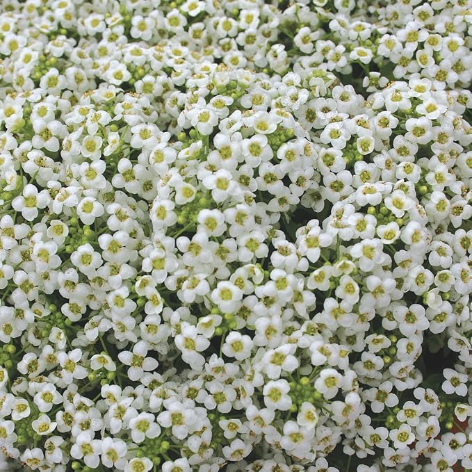 Burpee Carpet of Snow Alyssum Seeds 2500 seeds