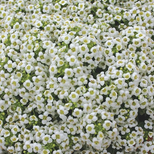 Burpee Carpet of Snow Alyssum Seeds 2500 seeds