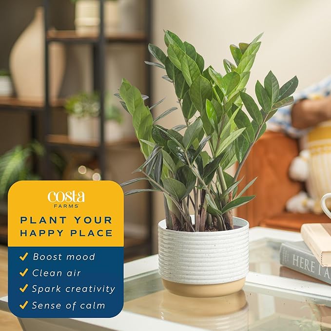 Costa Farms ZZ Live Plant in Plastic Pot, Easy to Maintain, Air Purifying Indoor Houseplant, Perfect for Home, Room, or Office Decor, Great House Warming or Birthday Gift, 12-20 Inches Tall