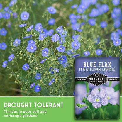 Lewis Blue Flax Seeds for Planting - Plant & Grow Drought Tolerant Native Perennial Wildflowers Your Home Garden - Non-GMO Heirloom Variety - Survival Garden Seeds (1 Pack)