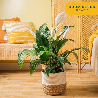 Costa Farms Peace Lily Live Plant in Decorative Pot, Large Air Purifying Flowering Indoor Houseplant, Perfect for Home, Room, or Office Decor, Great House Warming or Birthday Gift, 2-3 Feet Tall