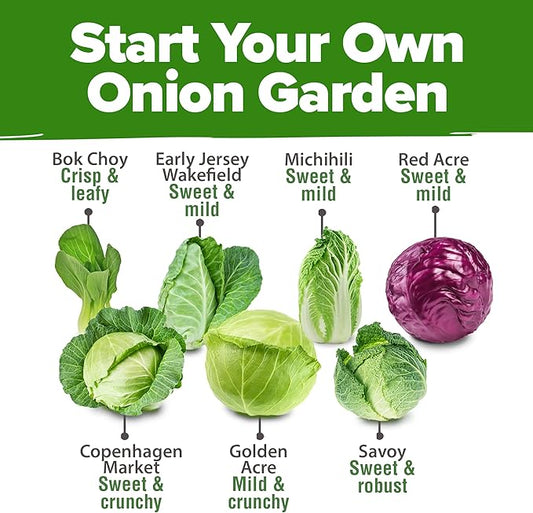 HOME GROWN 7 Cabbage Seeds for Planting - 2000+ Heirloom Seeds - Golden Acre,BokChoy,Savoy,Michihili, Red Acre, Copenhagen Market,Jersey Wakefield - Vegetable Seeds for Planting