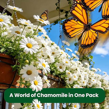 2300+ German Chamomile Seed Pack, Perennial Seeds for Planting, Herb Seed to Plant, Easy to Grow, High Germination, for Home Garden Indoor Outdoor