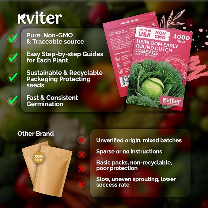 KVITER 1000 Early Round Dutch Cabbage Seeds (Brassica Oleracea) - Cold Tolerant Round Dutch Cabbage, Compact Green Heads, Non-GMO Seed Packets - Vegetable Seeds for Home Garden, Small Space Rows