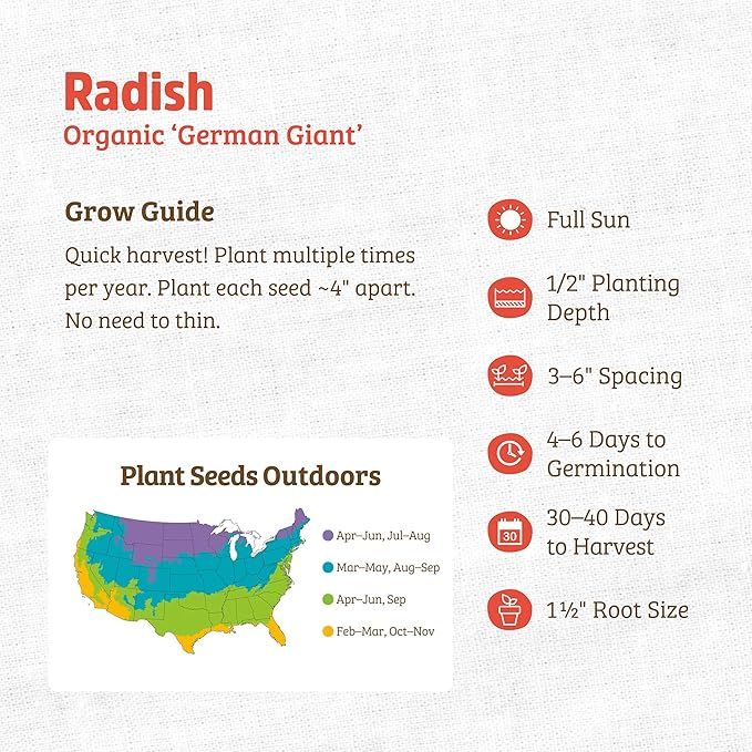 Back to The Roots 100% Organic Heirloom Seeds - 'Stuttgart Red Giant' Radish Value Pack (2.8g Total)