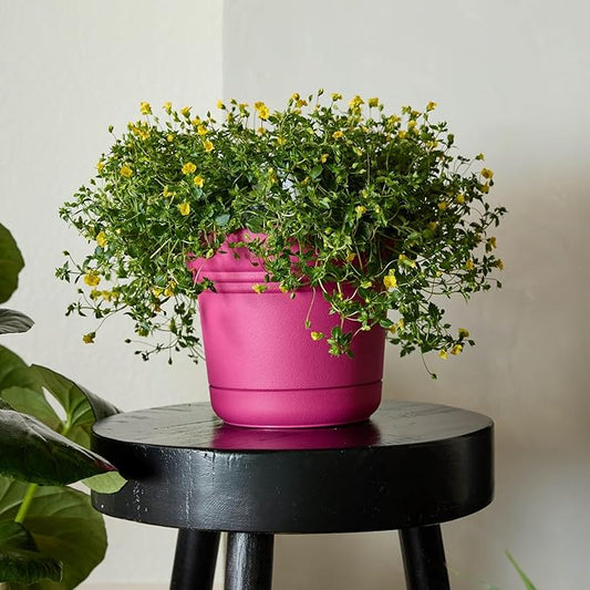 Bloem Saturn 7" Fuchsia Round Resin Planter Pot with Snap-in Saucer for Indoor and Outdoor Gardening