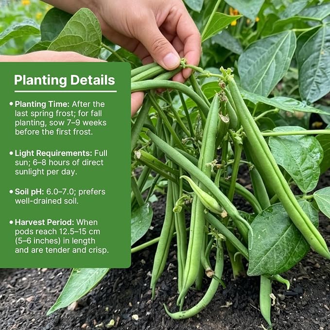 Groundio 30+ Contender Bush Green Bean Seeds, Early-Maturing, Stringless, High-Yield Bush Beans | Non-GMO | Heirloom(Phaseolus Vulgaris)