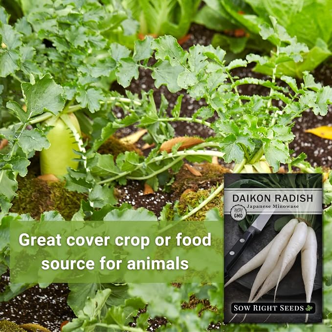 Sow Right Seeds - Japanese Minowase Daikon Radish Seeds for Planting - Non-GMO Heirloom Packet with Instructions to Plant a Home Vegetable Garden - Spring or Fall Planting Outdoors - Long White (1)