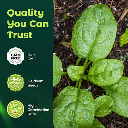 Bloomsdale Spinach Seeds for Planting, 500 Heirloom Seeds — Fast Growing Vegetable Seeds for Spring & Fall Gardens