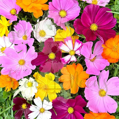 Seed Needs Butterfly Garden Bulk Seed Variety Collection 4 Large Bulk Packs