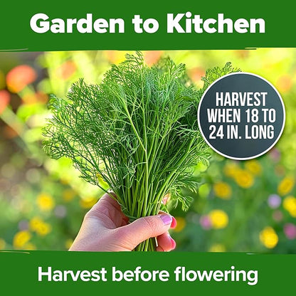 HOME GROWN Dill Seeds 2 Pack (Anethum Graveolens) - 2028 Non-GMO Heirloom Herb Seeds for Planting Indoors or Outdoors, High Germination, Ideal for Herb Gardens, Pots, and Cooking Flavorful Dishes