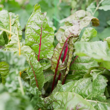 Sereniseed Certified Organic Leafy Greens Lettuce Seeds Collection (10-Pack) – 100% Non GMO, Open Pollinated – Grow Guide