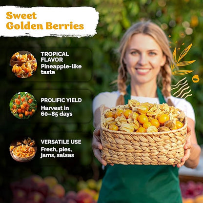 KVITER 650 Aunt Molly Ground Cherry Seeds for Planting (Physalis pruinosa) – Non GMO & Heirloom Pineapple Ground Husk Cherry Tomatoes, Fruit Seeds – Tropical Flavor Berries