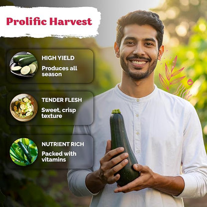 KVITER 50 Black Beauty Zucchini Seeds for Planting (Cucurbita Pepo) – Non-GMO Heirloom Vegetable Seeds, Open Pollinated – Summer Squash for Outdoors Planting in Garden, Raised Mounds, Containers
