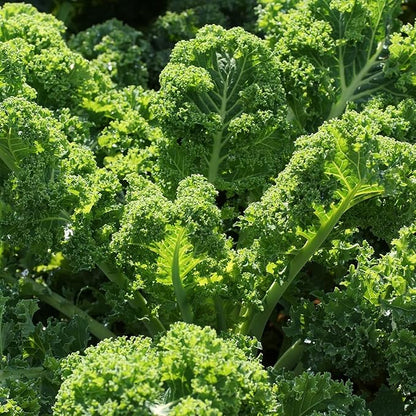 Organic Kale Seeds (Vates Blue Scotch Curled) - Approx 500 Seeds - USDA Organic, Non-GMO, Open Pollinated, Heirloom, USA Origin