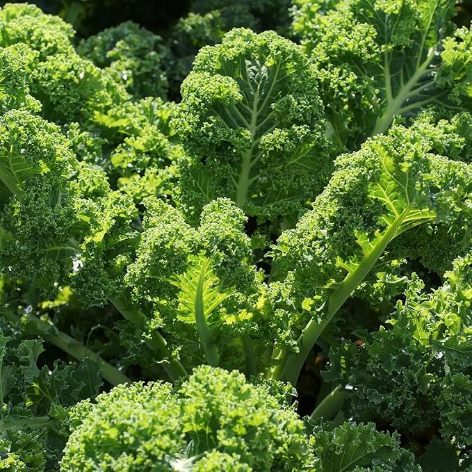 Organic Kale Seeds (Vates Blue Scotch Curled) - Approx 500 Seeds - USDA Organic, Non-GMO, Open Pollinated, Heirloom, USA Origin (Pack of 2)