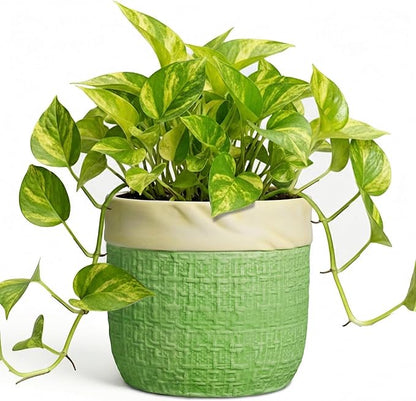 Ceramic Plant Pots - 6 Inch Plant Pot with Drainage Hole, Boho Planters for Indoor Succulent Plants, Decorative Round Unique Flower Pots, Garden Home Office Decor, Housewarming Gifts, Green