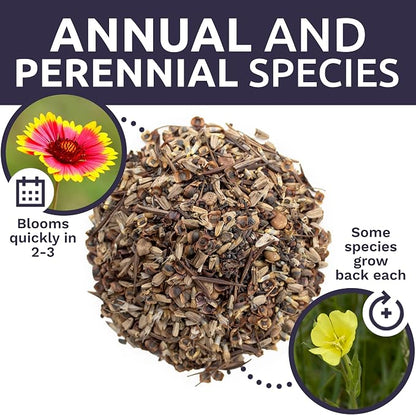 Texas Oklahoma Wildflower Seeds Mixture - Bulk 1/4 Pound Bag - Over 60,000 Native Seeds - Open Pollinated and Non GMO