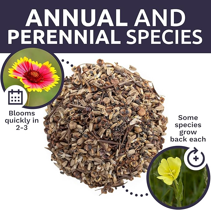 Texas Oklahoma Wildflower Seeds Mixture - Bulk 1/4 Pound Bag - Over 60,000 Native Seeds - Open Pollinated and Non GMO