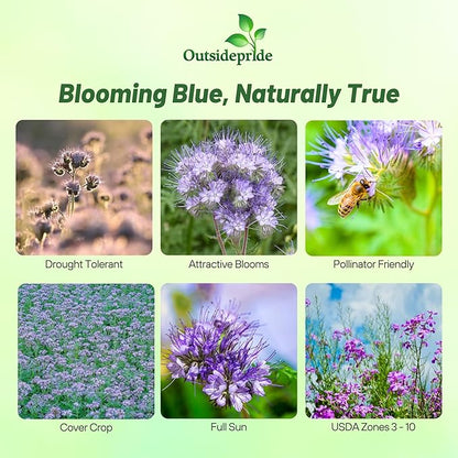 Outsidepride Lacy Phacelia Seeds for Planting - 1 Lb. Annual, Drought-Tolerant Wildflower Seeds with Light Violet Flowers, Ideal for Pollinator Gardens, Erosion Control, & Attracts Bees & Butterflies