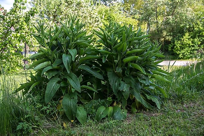 True Comfrey 30 Seeds (Symphytum officinale) Non GMO, Heirloom - Made in USA